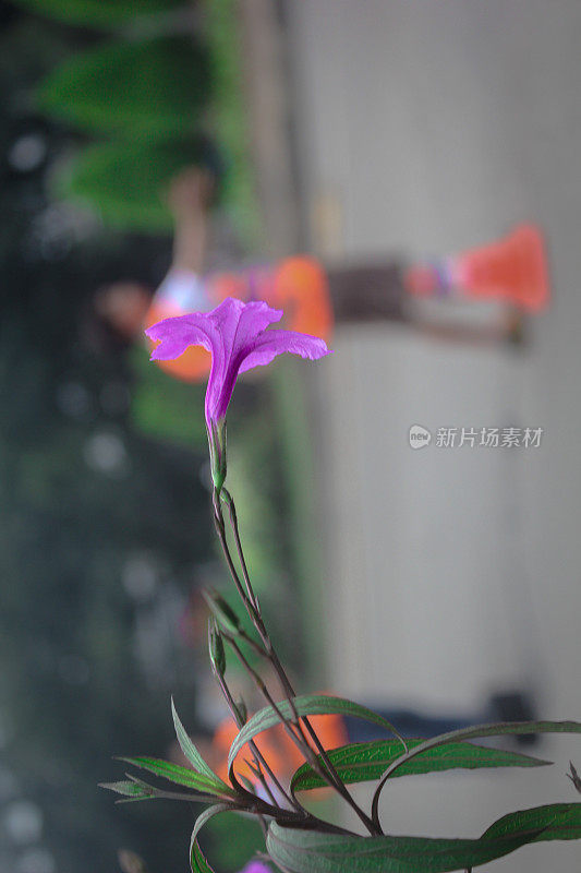 印度尼西亚雅加达，Jalan Sudirman路边的紫色花朵